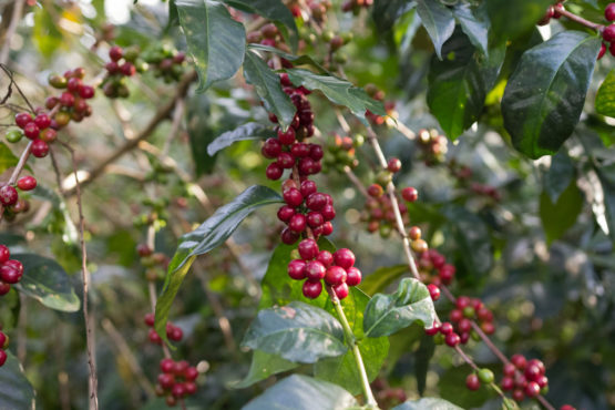 ETHIOPIA - Werka / Washed