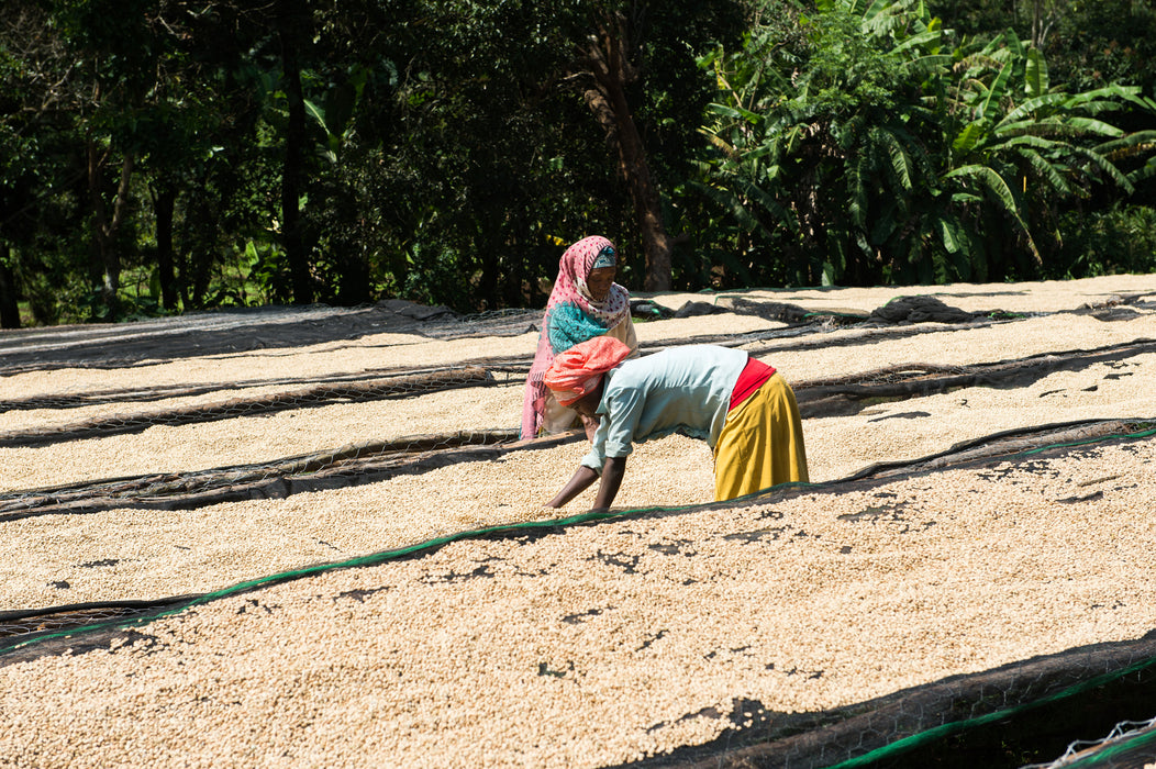 ETHIOPIA - Werka / Washed