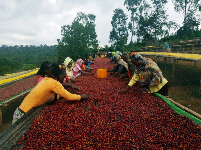 ETHIOPIA - Aricha Village Yirgacheffe / Natural