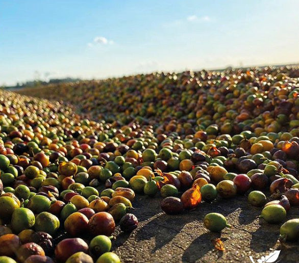 BRAZIL - Fazenda Bom Jesus / Natural