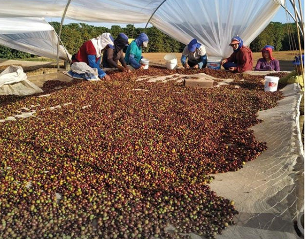 BRAZIL - Fazenda Bom Jesus / Natural