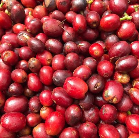 COLOMBIA - Castellon Gesha / Natural (Reserve Range)