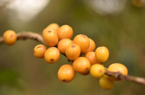 GUATEMALA - La Loma / Washed