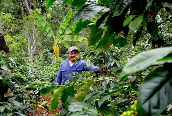 COLOMBIA - La Palma y el Tucán Heroes Gesha / Natural (Reserve Range)