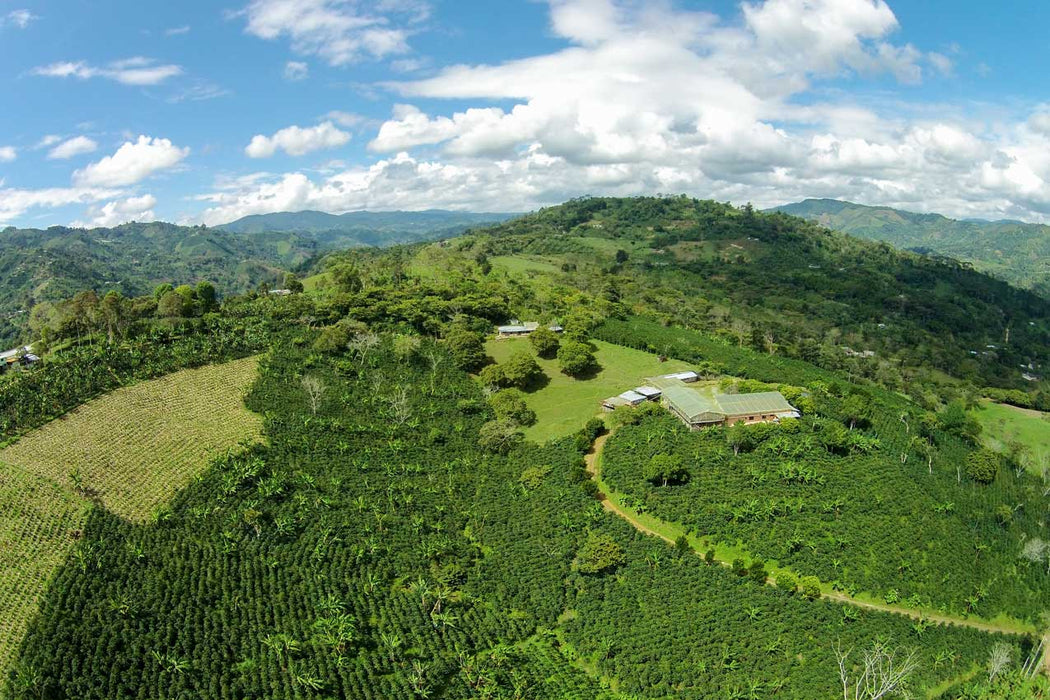 COLOMBIA - Alirio Aguilera Pink Bourbon / Washed