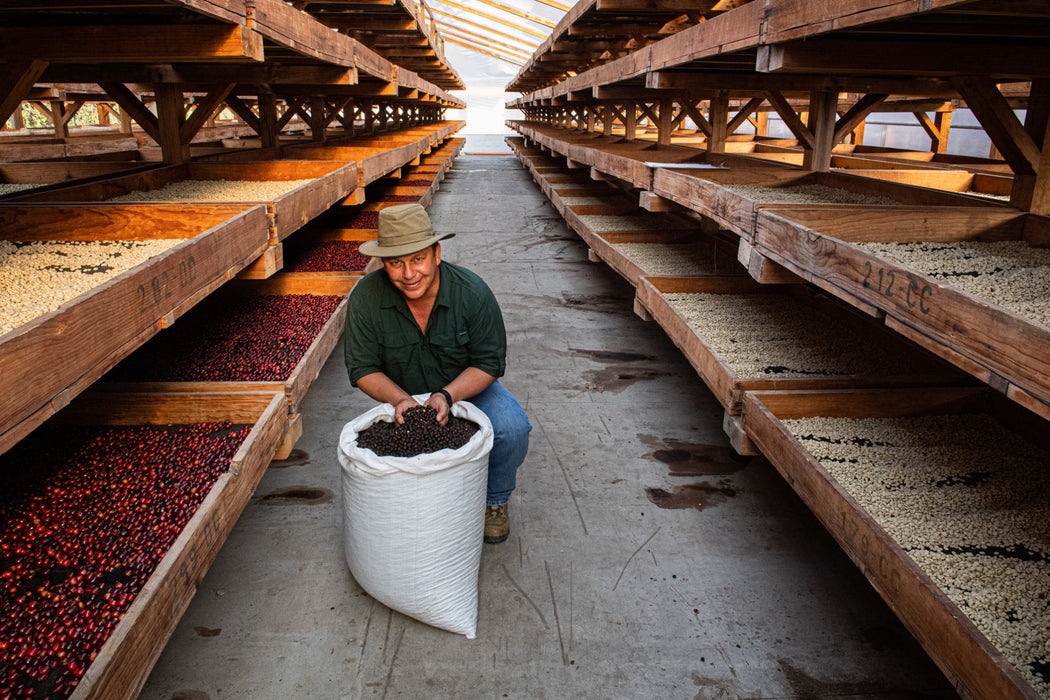 GUATEMALA - Santa Clara Estate / Natural