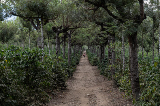 GUATEMALA - Santa Clara Estate / Natural